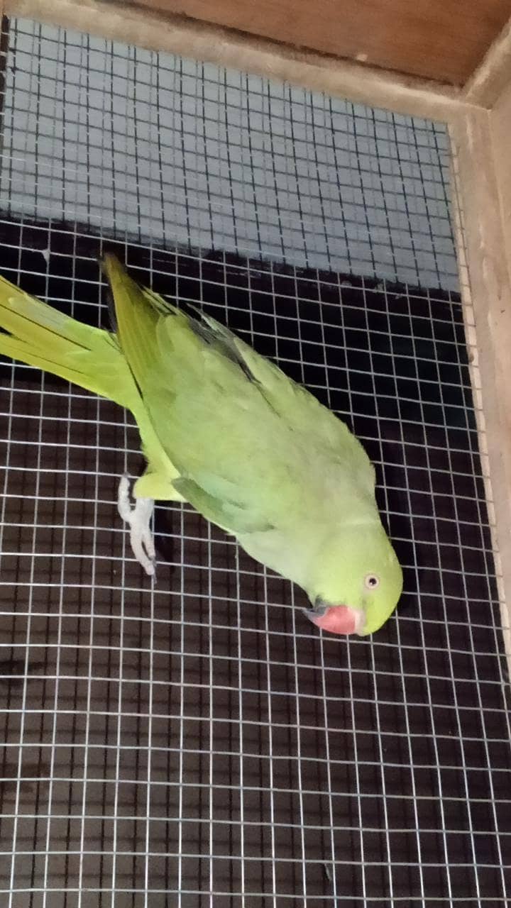 raw parrot 3