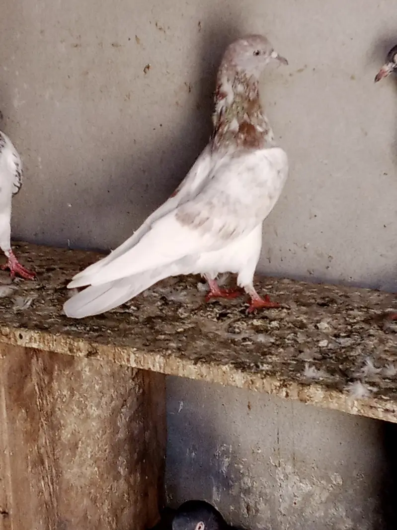 Aseel pigeons mian nazeeer bloodline — photo 2
