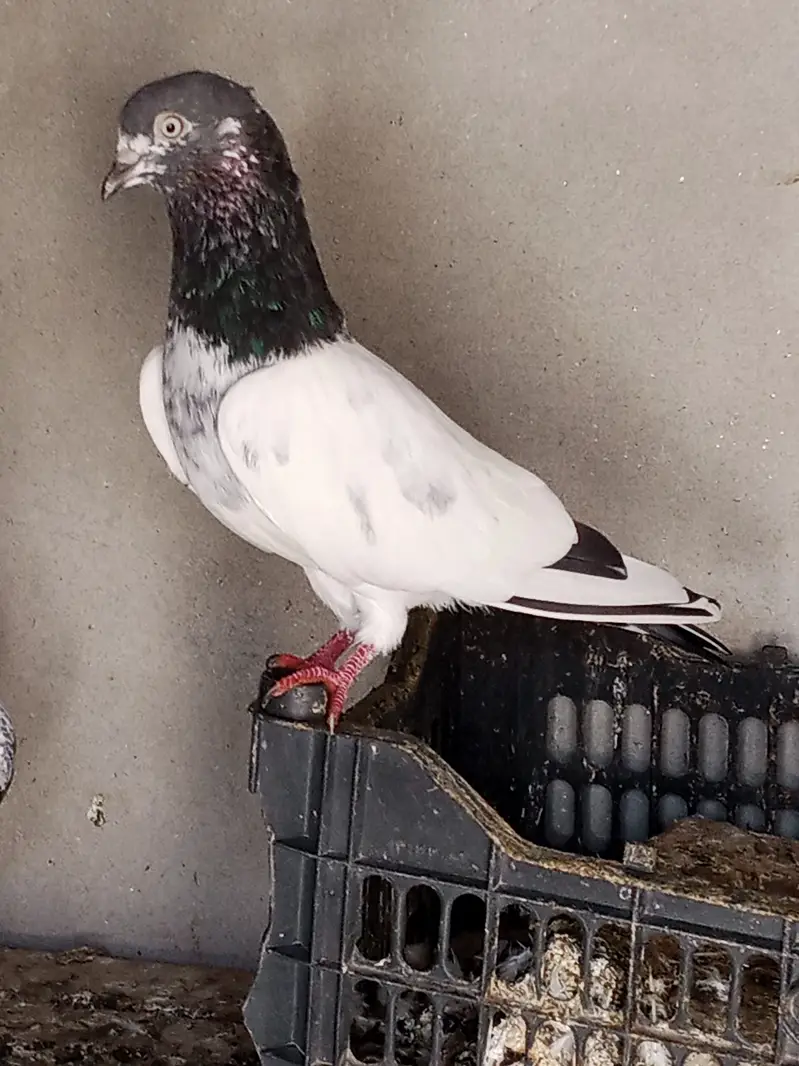 Aseel pigeons mian nazeeer bloodline — photo 3