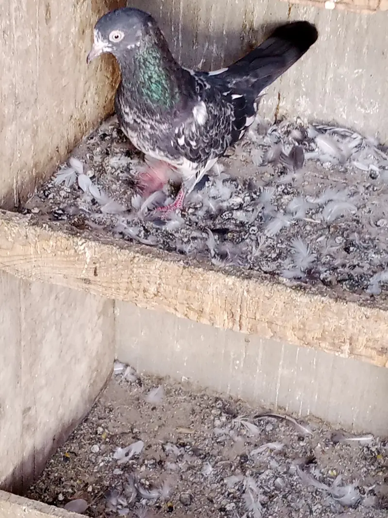 Aseel pigeons mian nazeeer bloodline — photo 4