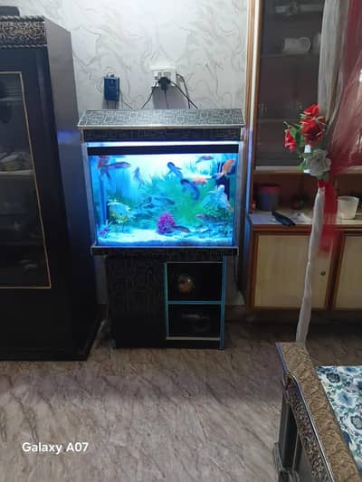 fish forsale