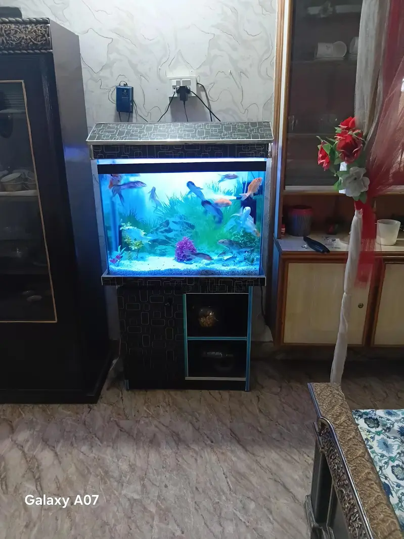 fish forsale
