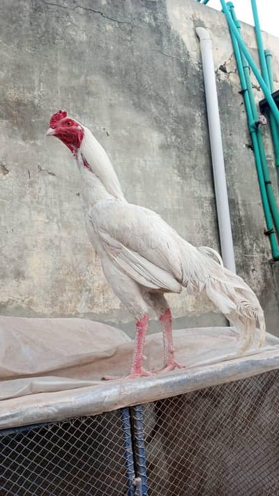Heera Breeder Murga