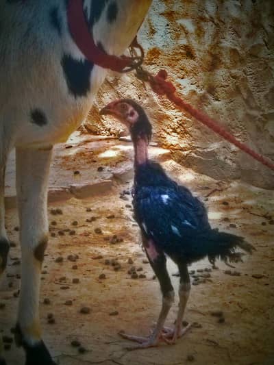 black full rude aseel chick