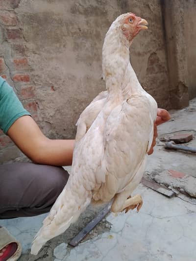 heera aseel