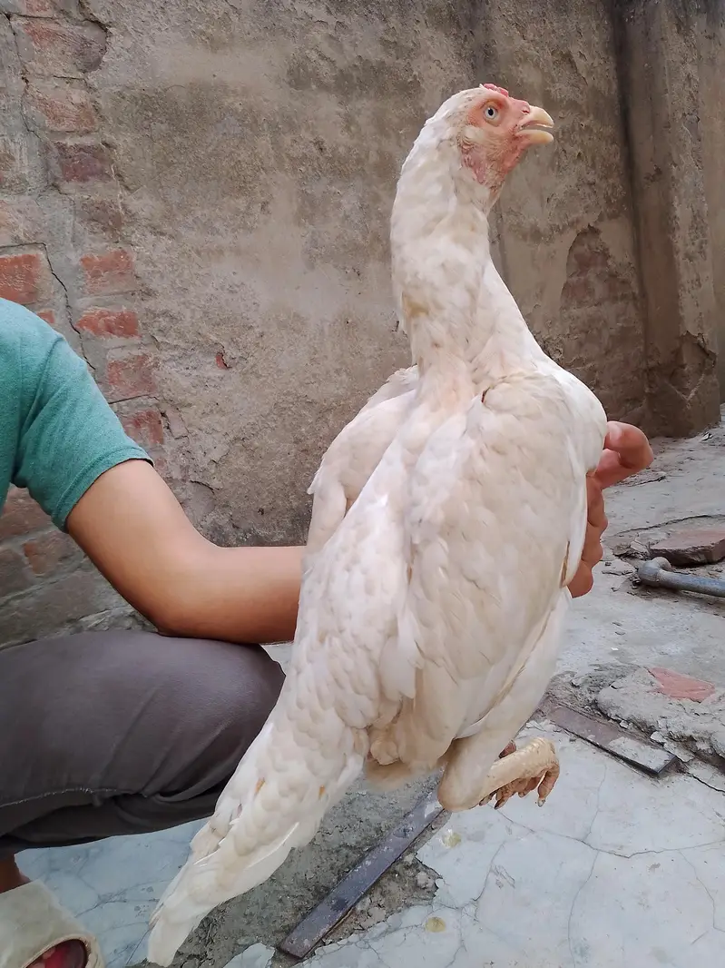 heera aseel — photo 2
