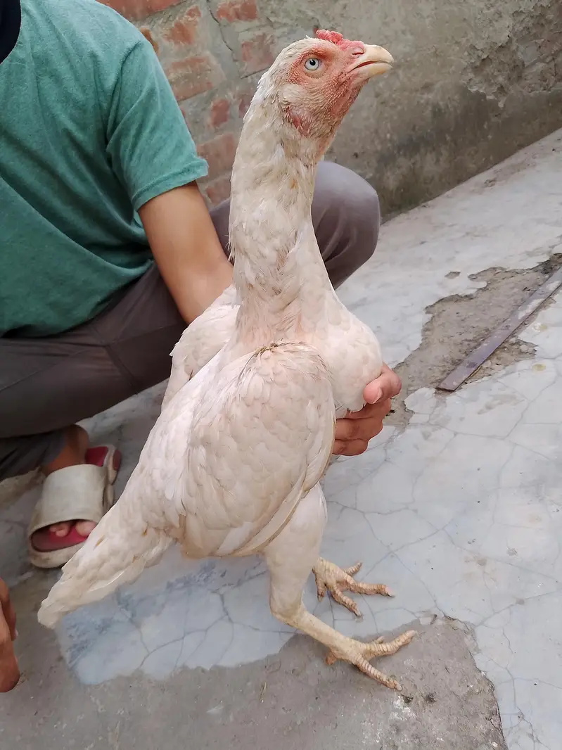 heera aseel — photo 4