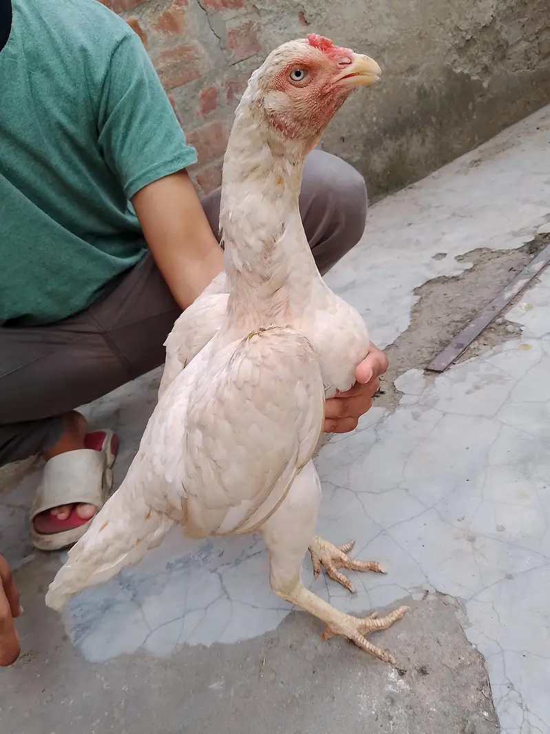 heera aseel — photo 5