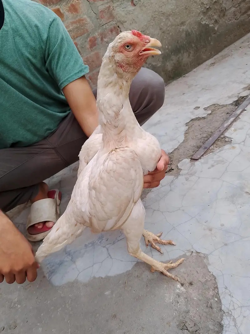 heera aseel — photo 6