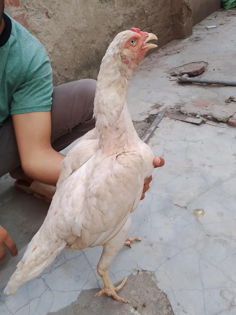 heera aseel — photo 7