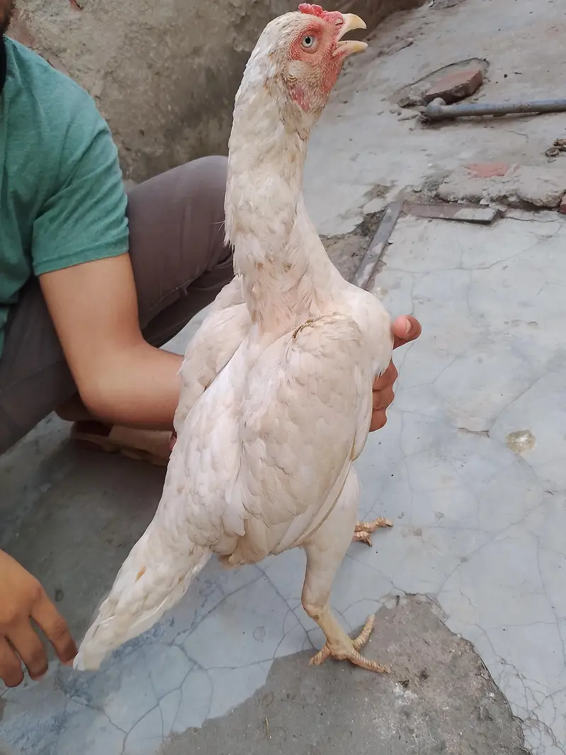 heera aseel — photo 8