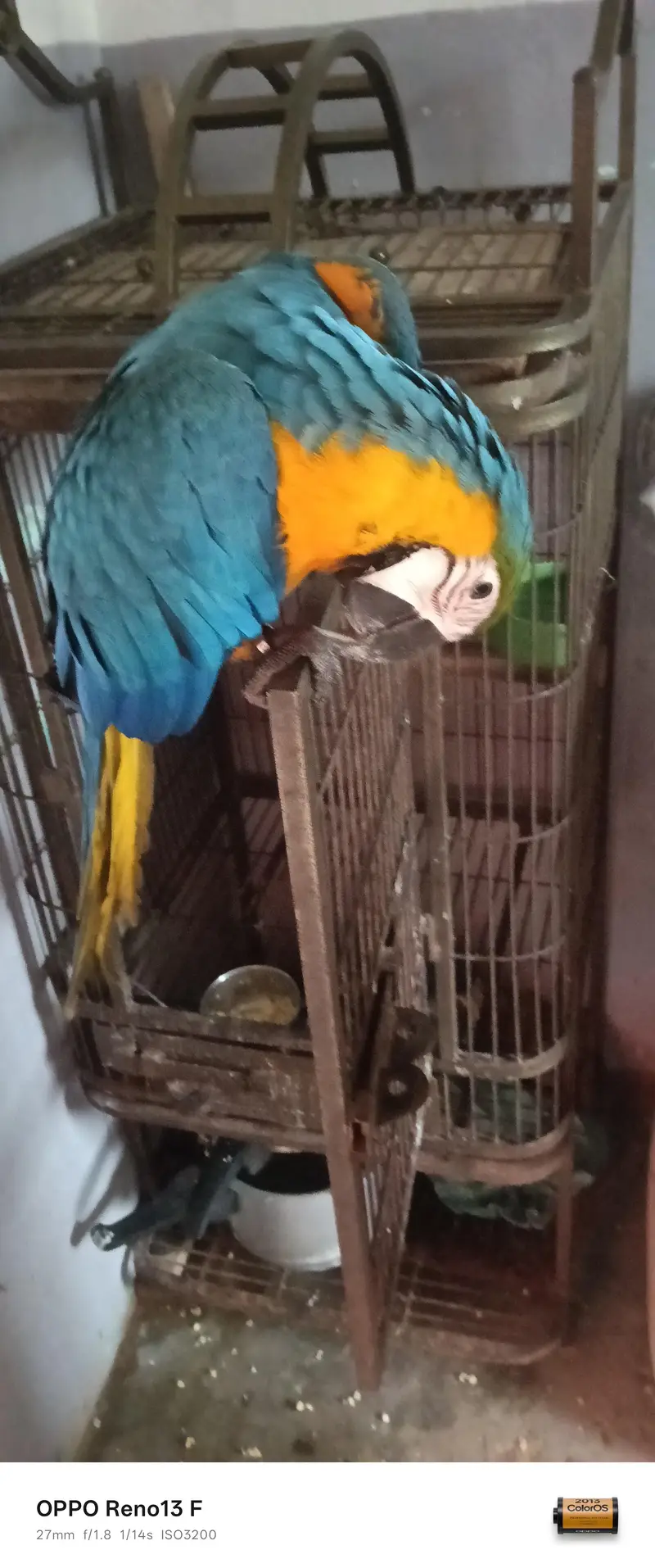 Blue Gold Macau age 7 month full friendly selfie — photo 2