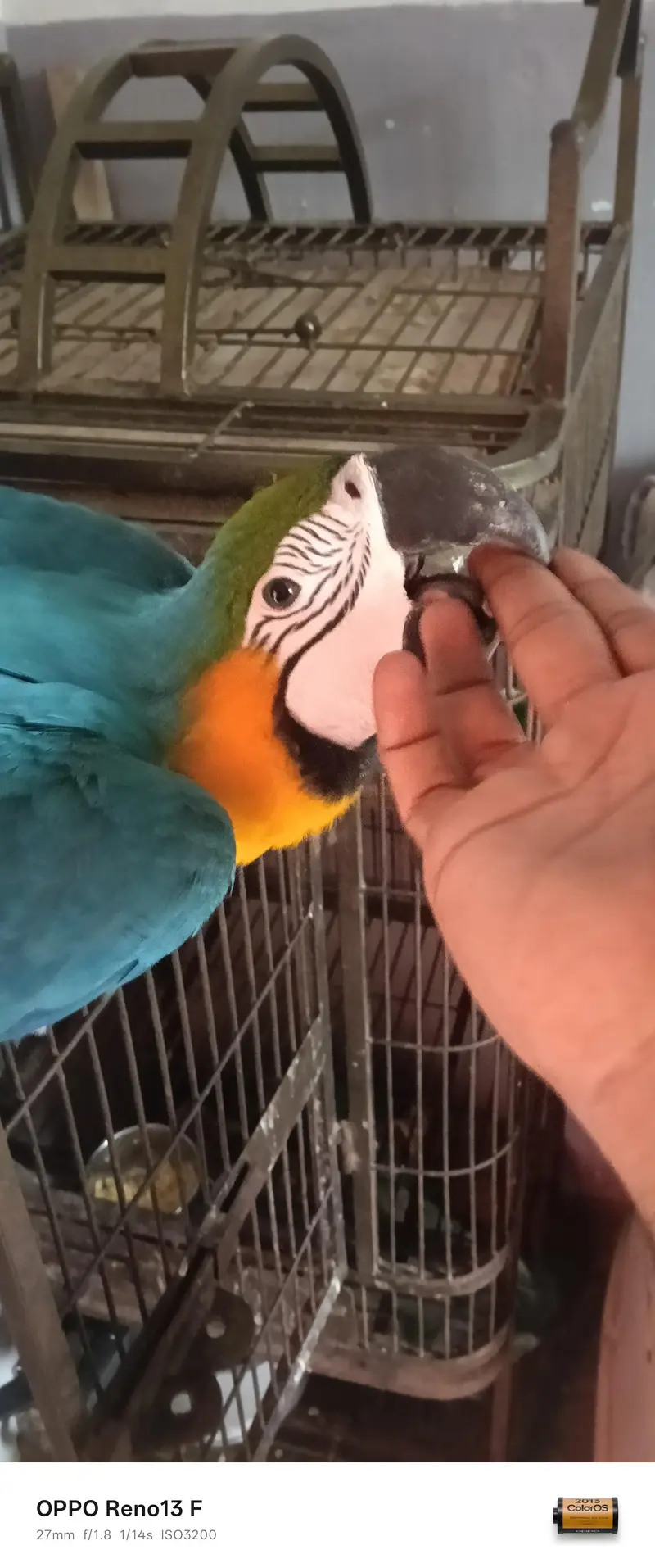 Blue Gold Macau age 7 month full friendly selfie — photo 3