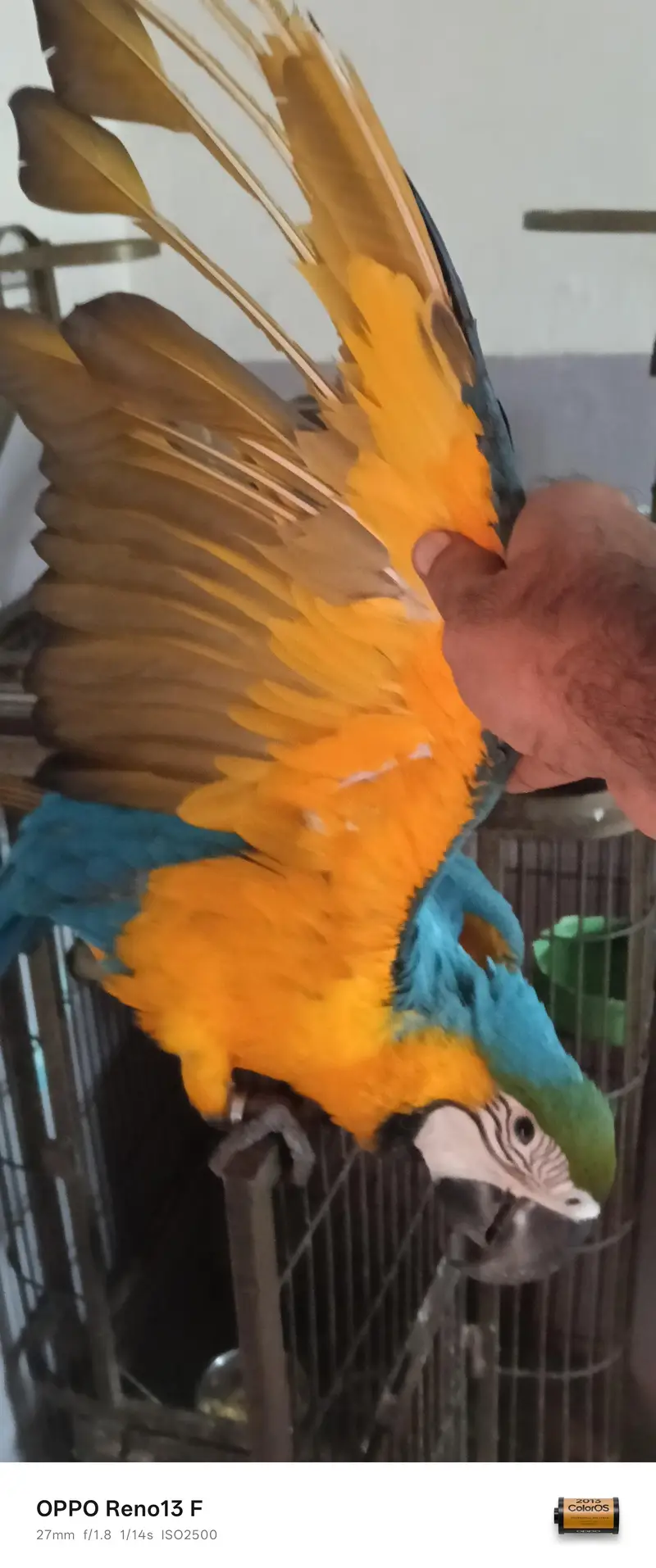 Blue Gold Macau age 7 month full friendly selfie — photo 4