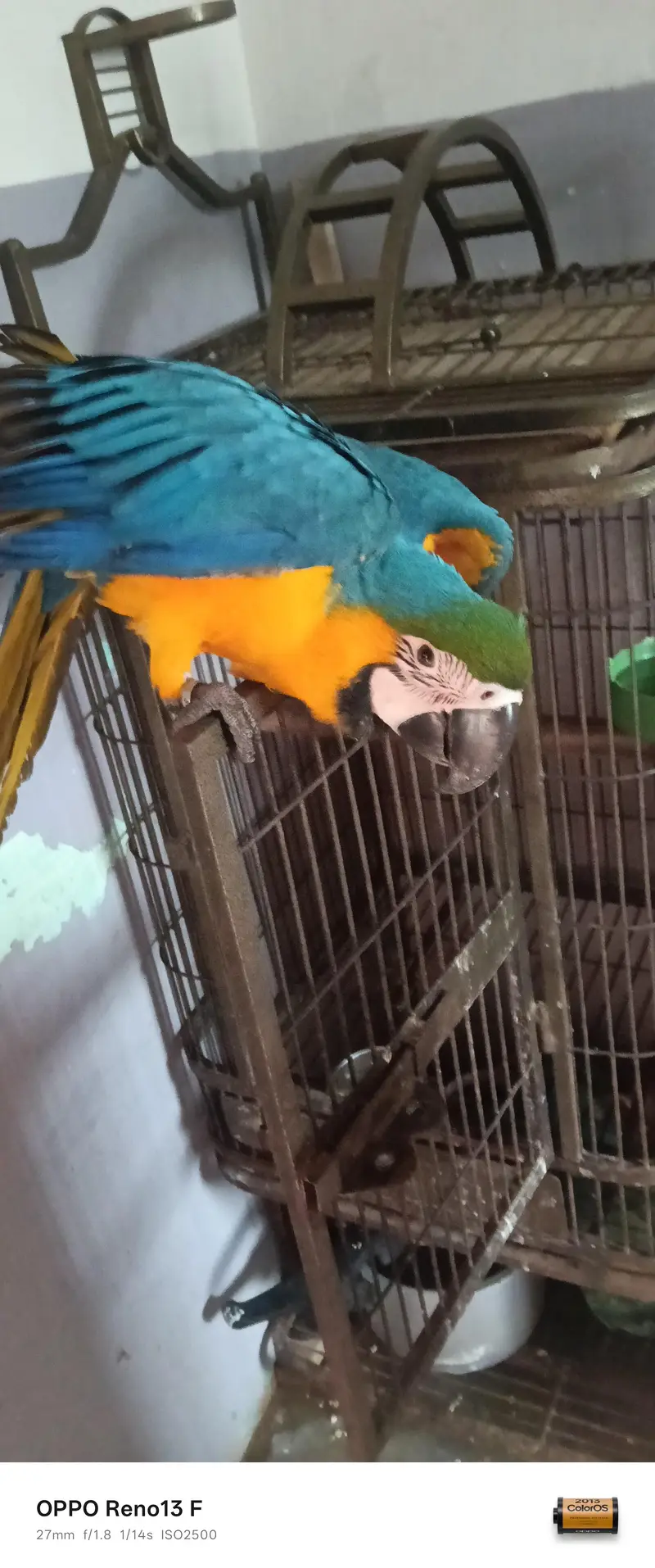 Blue Gold Macau age 7 month full friendly selfie — photo 5