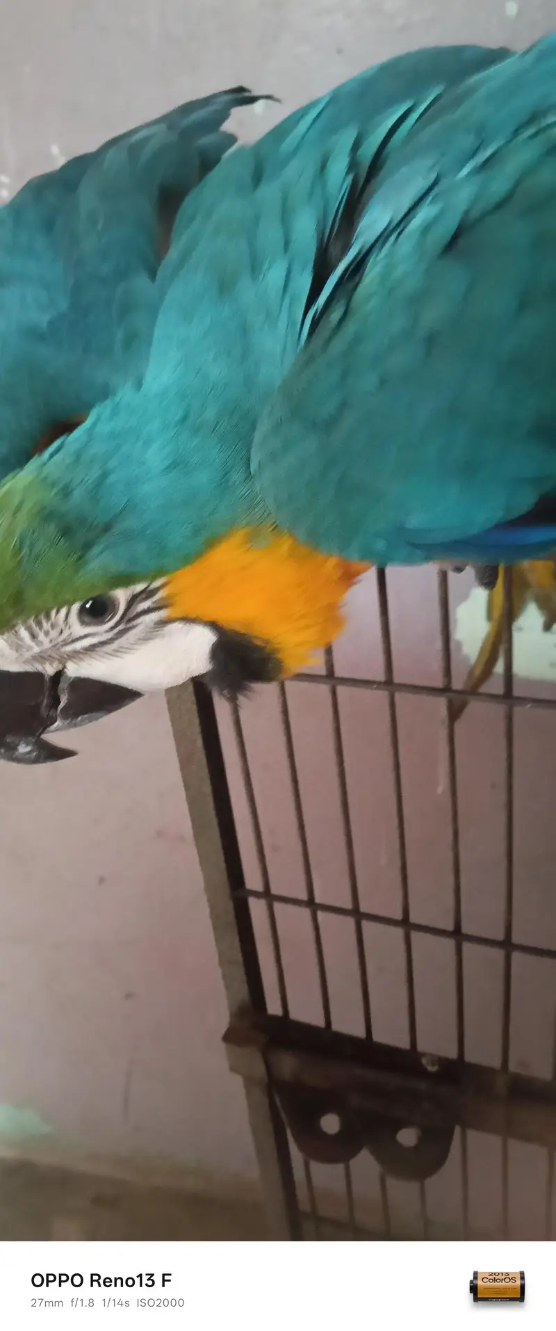 Blue Gold Macau age 7 month full friendly selfie — photo 6