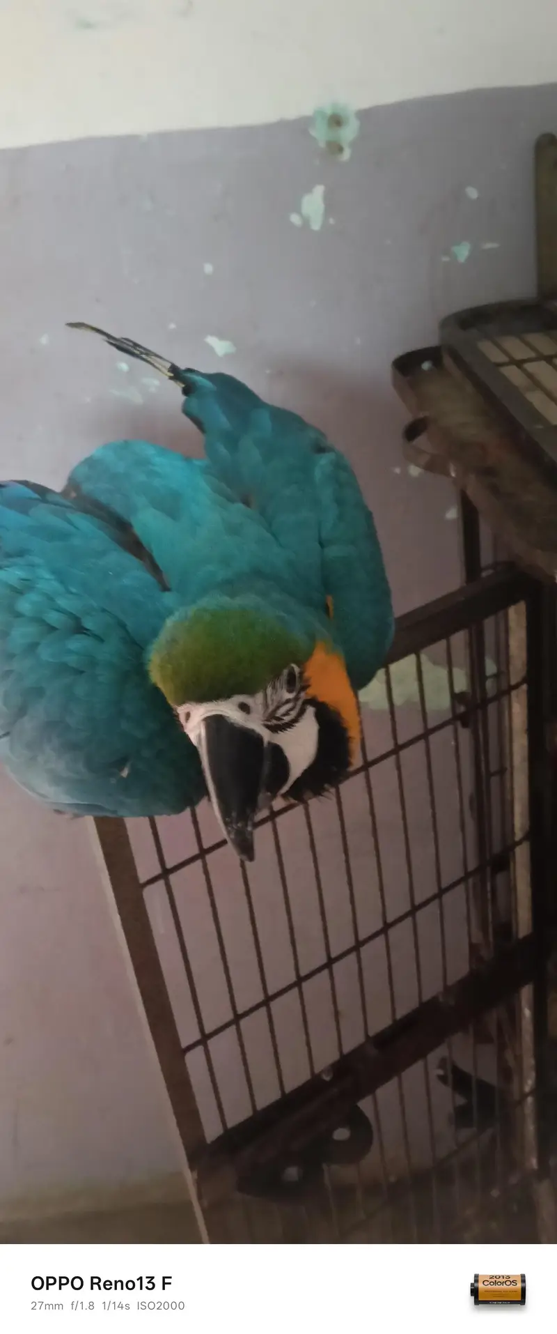 Blue Gold Macau age 7 month full friendly selfie — photo 7