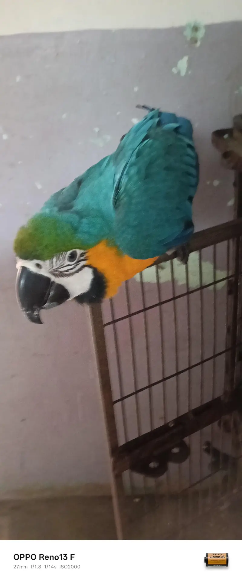 Blue Gold Macau age 7 month full friendly selfie — photo 8