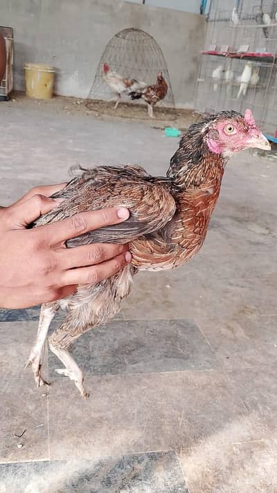 "3 ASEEL" AND "3 MISRI MURGIYA" FOR URGENT SALE