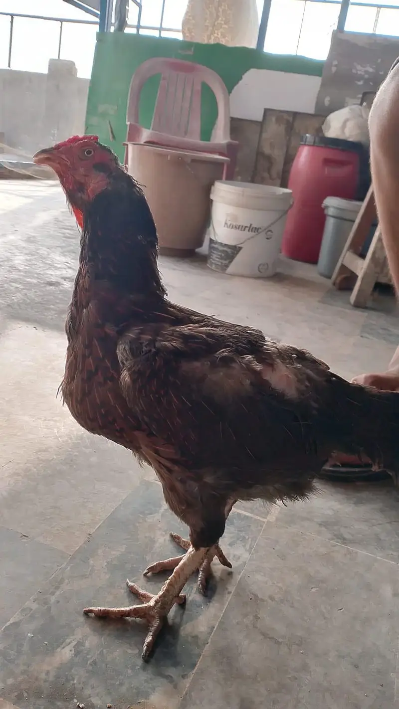 "3 ASEEL" AND "3 MISRI MURGIYA" FOR URGENT SALE — photo 4