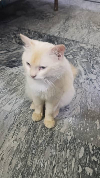 2 cats for sale