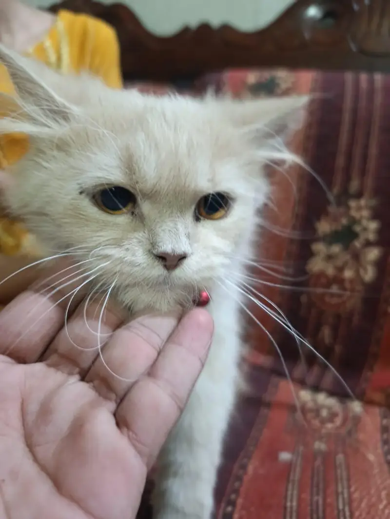 2 cats for sale — photo 2