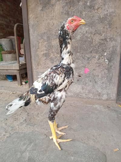shamo murga