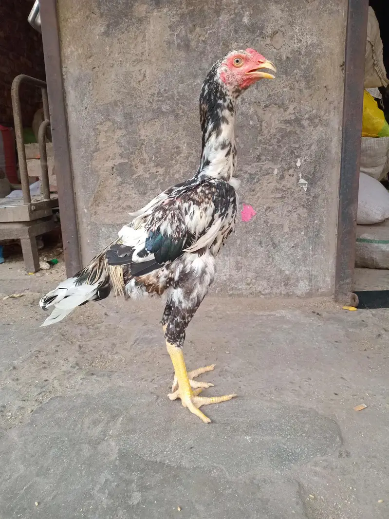 shamo murga — photo 3
