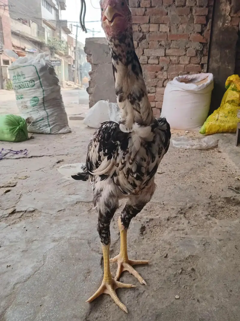 shamo murga — photo 4