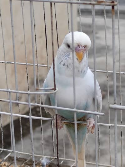 King Size Exhibition pair for sale