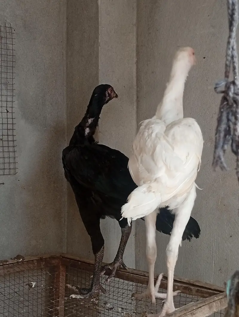 aseel long hight Heera cross vaitnam| pure aseel  phata — photo 2