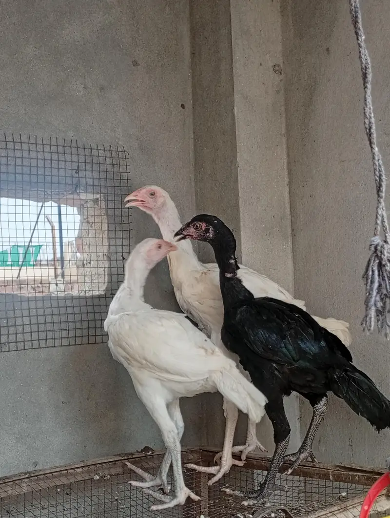 aseel long hight Heera cross vaitnam| pure aseel  phata — photo 8