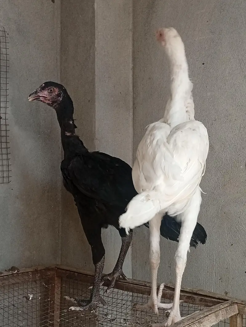 aseel long hight Heera cross vaitnam| pure aseel  phata — photo 10