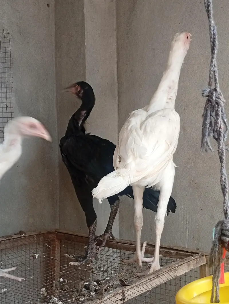 aseel long hight Heera cross vaitnam| pure aseel  phata — photo 11
