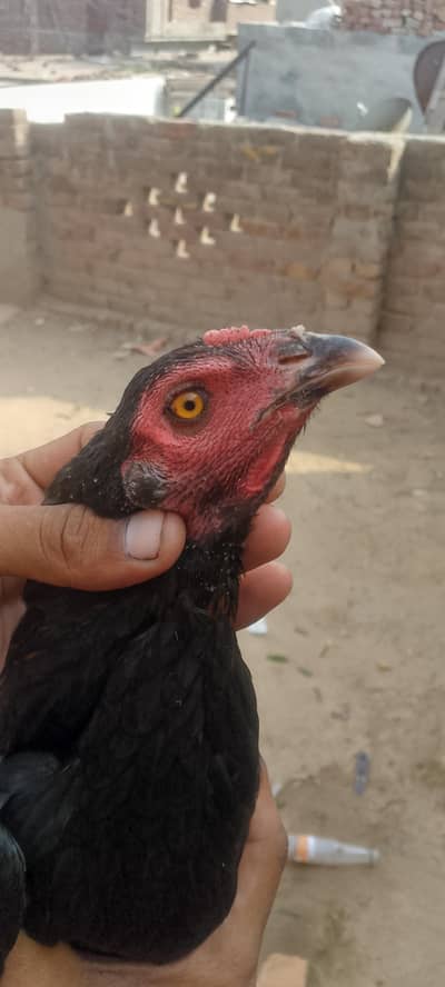 mianwali aur Thai ka cross
