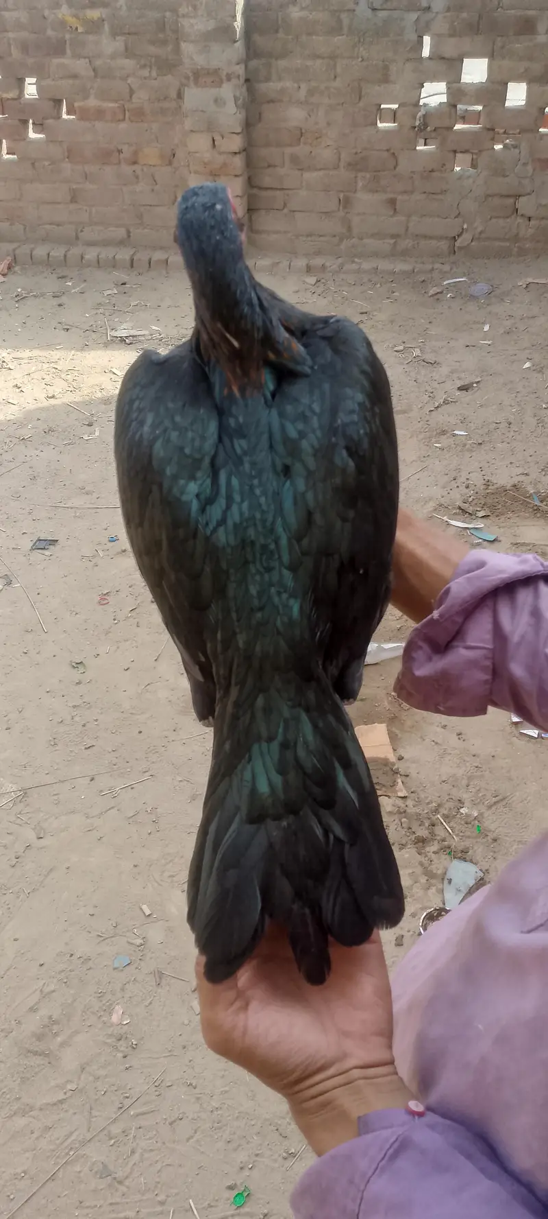 mianwali aur Thai ka cross — photo 3