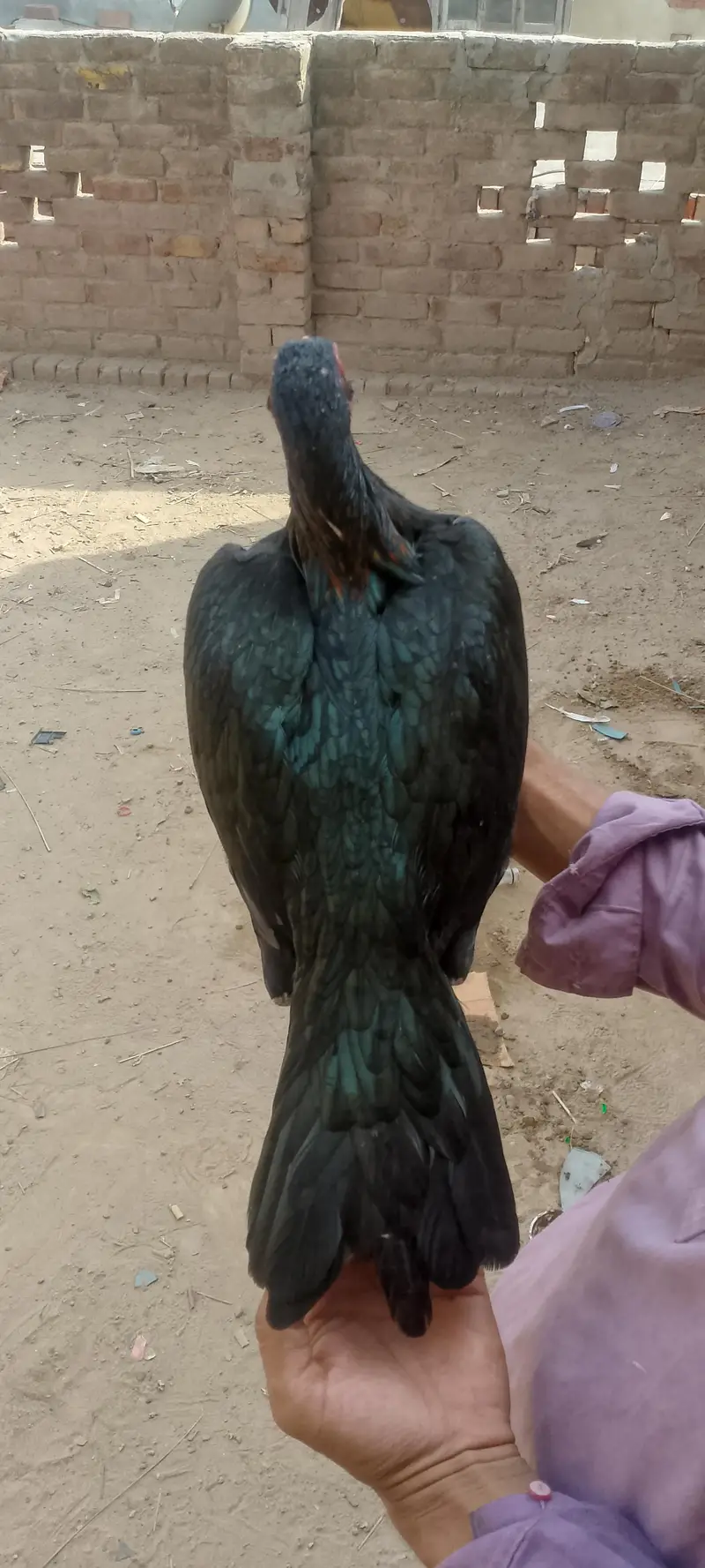mianwali aur Thai ka cross — photo 4