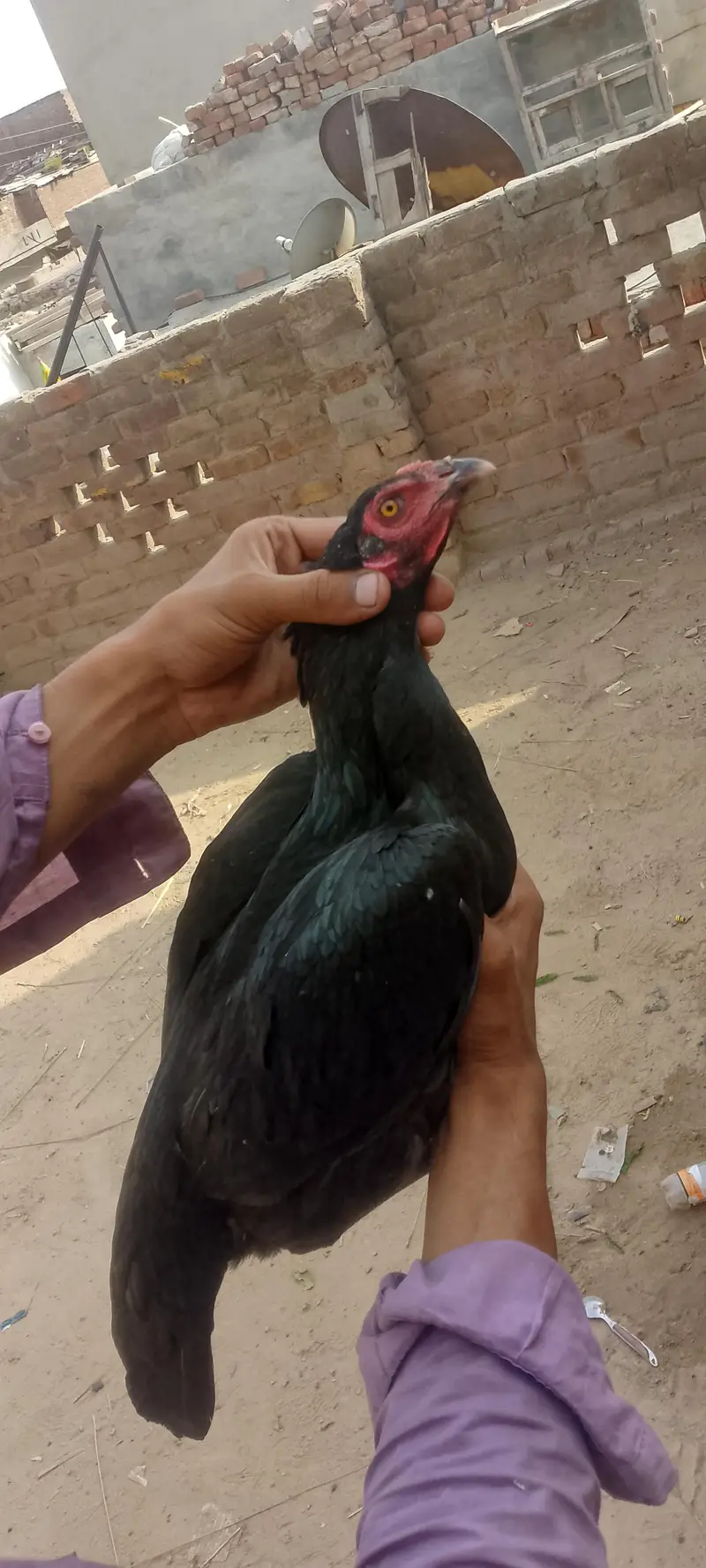 mianwali aur Thai ka cross — photo 6