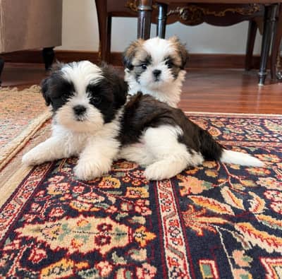 Shih tzu / Shitzu highly pedigreed puppy