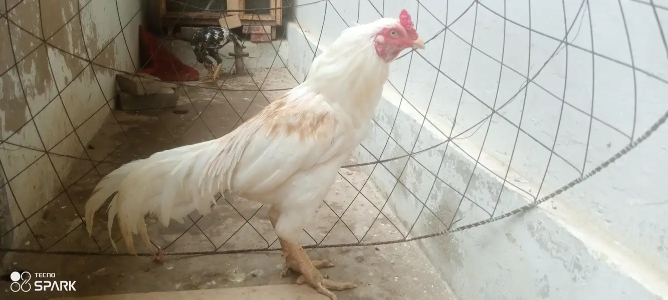 heera boska — photo 2