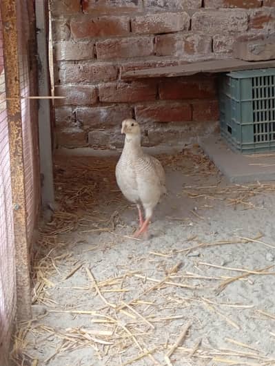 silver male teetar breeder for sale  price final koi bahas nai