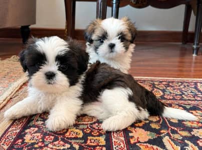 Shih Tzu / Shitzu Highly pedigreed puppies