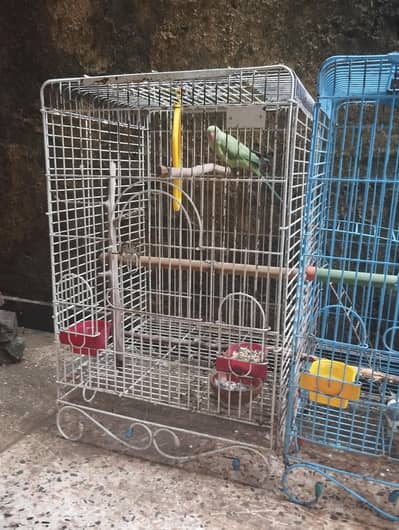 cocktail love birds Ring Neck parrots for sale