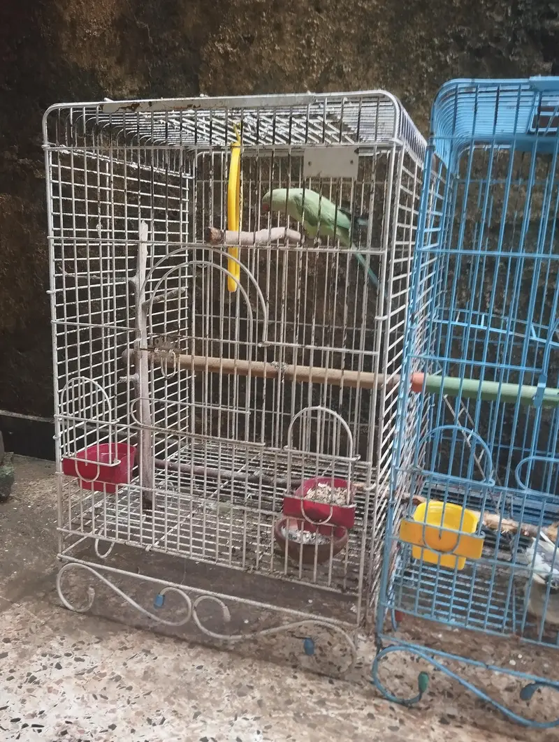 cocktail love birds Ring Neck parrots for sale — photo 2