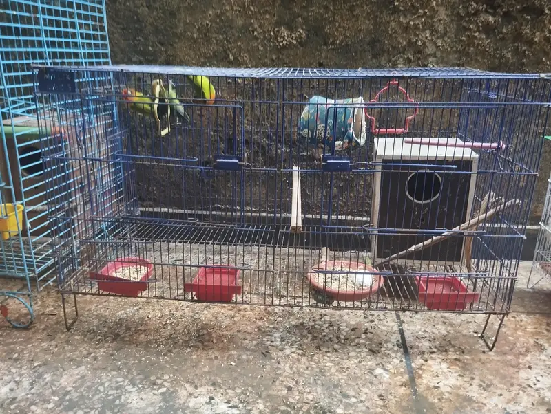 cocktail love birds Ring Neck parrots for sale — photo 3
