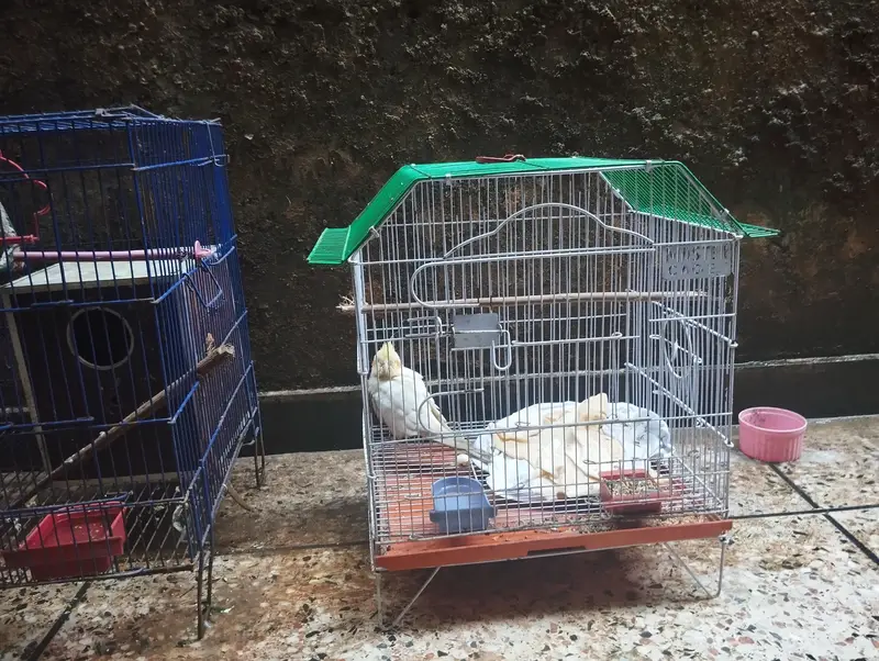 cocktail love birds Ring Neck parrots for sale — photo 4
