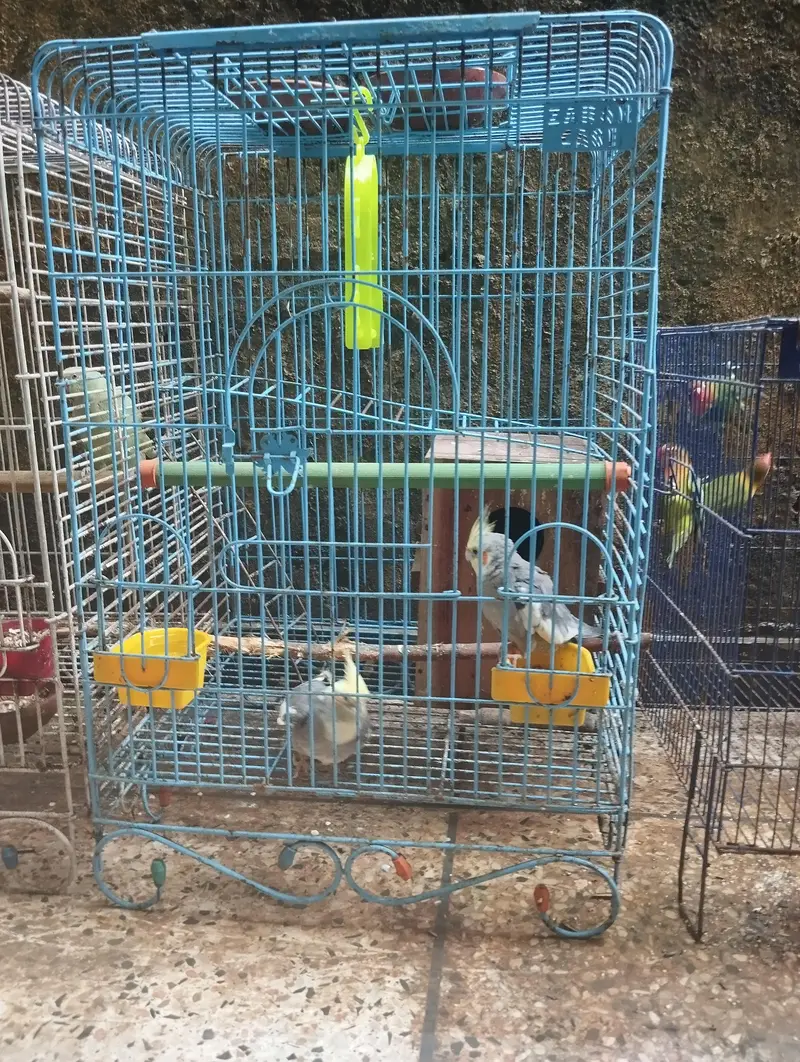 cocktail love birds Ring Neck parrots for sale — photo 5