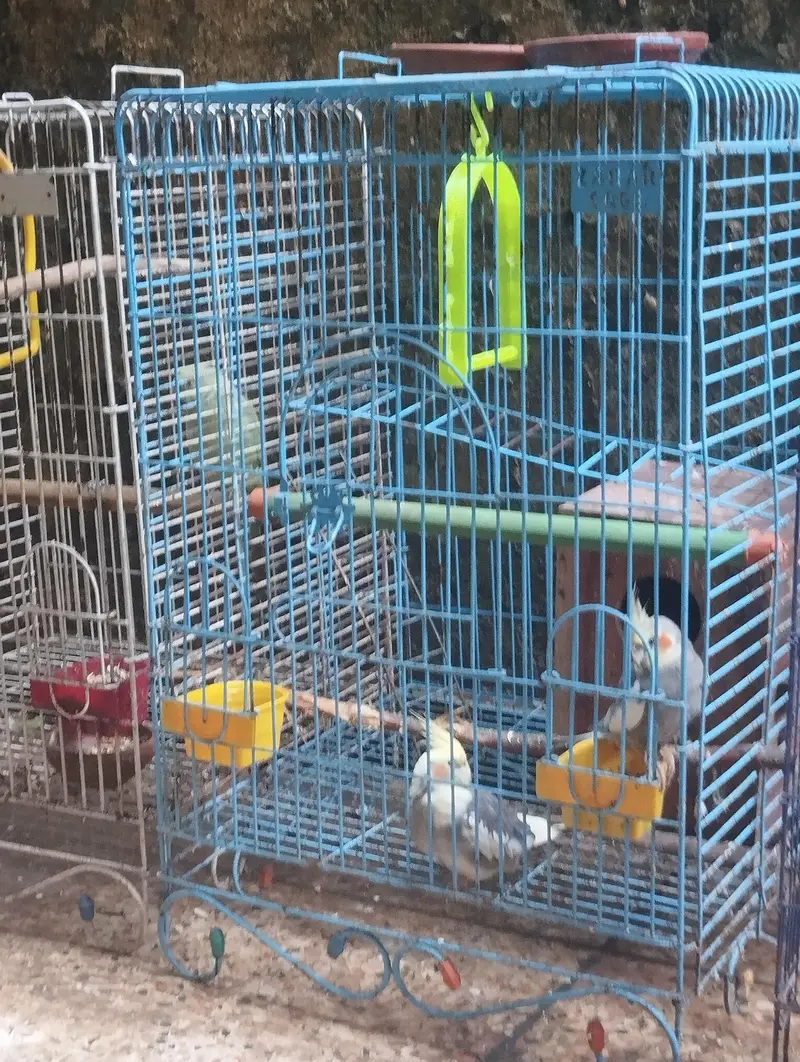 cocktail love birds Ring Neck parrots for sale — photo 6