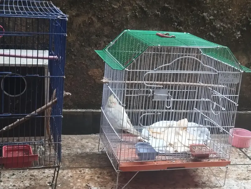 cocktail love birds Ring Neck parrots for sale — photo 7