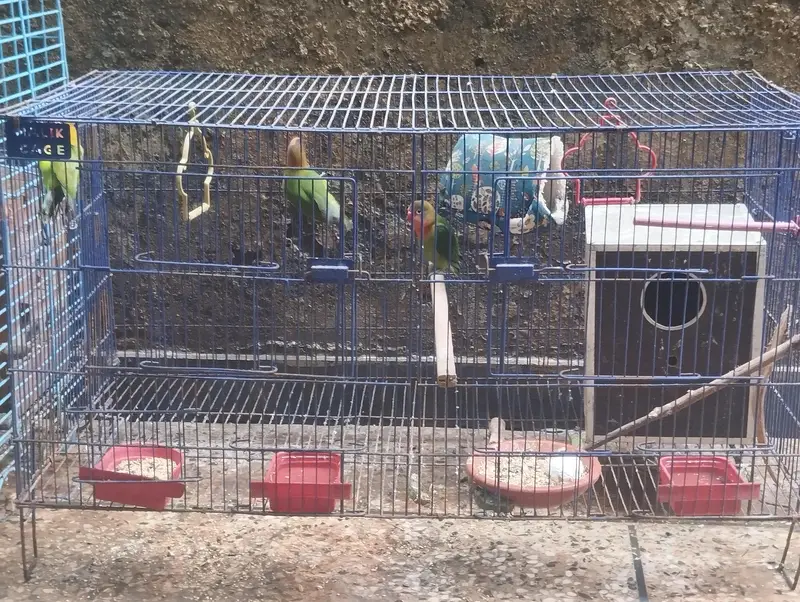 cocktail love birds Ring Neck parrots for sale — photo 8